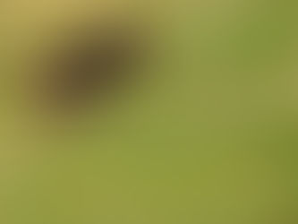 Wie groß sind Fraßschäden durch Biber im Mais?
