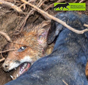 Baujagd ist nicht tierschutzgerecht. Hund würgt Fuchs im Bau ab.