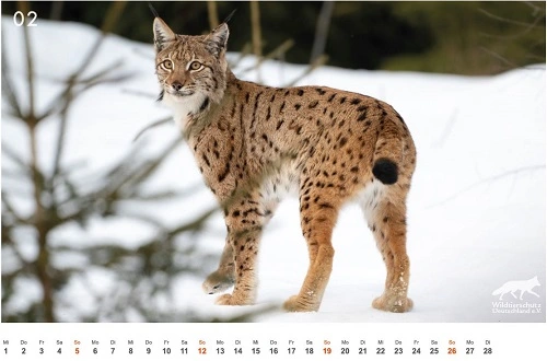 02-Luchs.webp