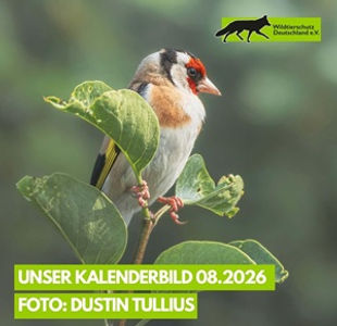 2026 August Stieglitz in Wildtierkalender