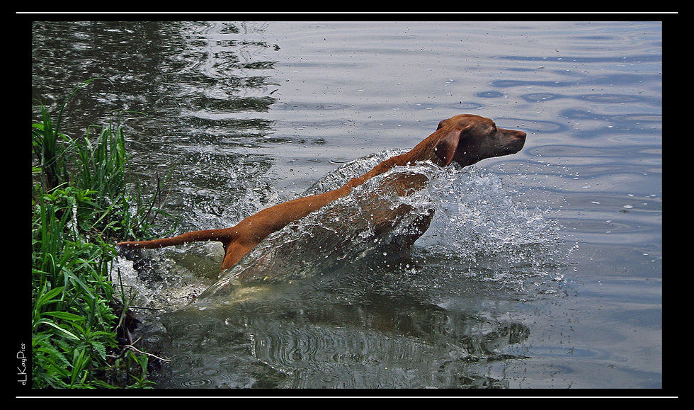 Jagdhund beim Sprung ins Wasser