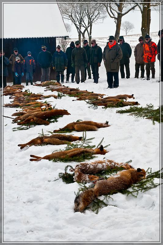 Fuchsstrecke einer Fuchswoche