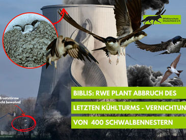 Mehlschwalbenkolonie Biblis - offener Brief an RWE-Nuklear
