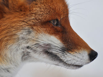 Mein Name ist Fuchs, Reinhardt Fuchs