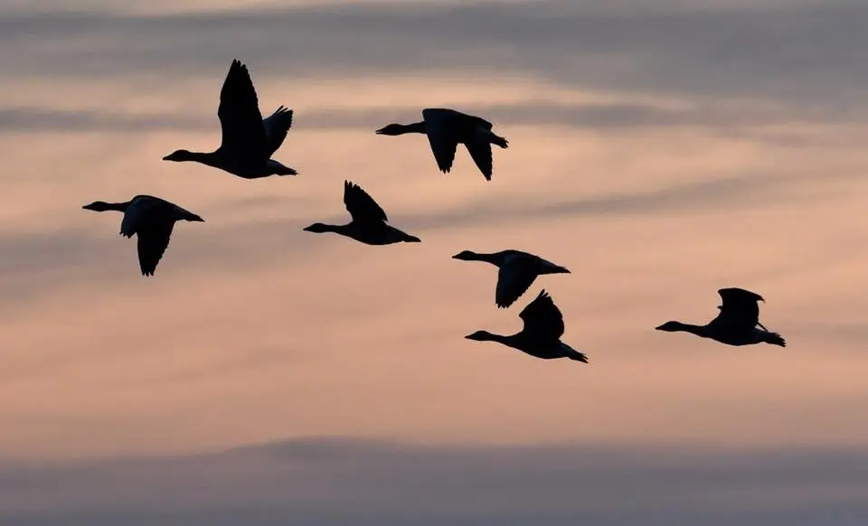 Wildgänse im Abendlicht