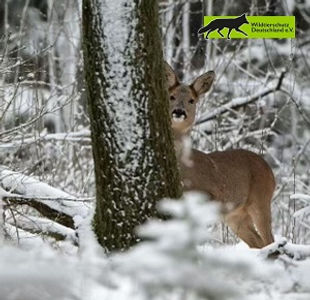 Reh im Schnee Wie überleben Reh und Hirsch den Winter?