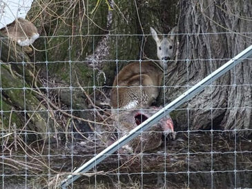 Zweifel an der Rechtmäßigkeit von Wildschwein-Zäunen im Nationalpark Unteres Odertal