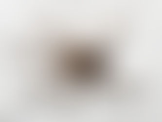 Wer spinnt hier eigentlich?