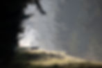Wolf auf der Lichtung. Bild: Detlev Hinrichs