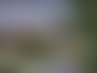 Gesetzentwurf Wolf: Regierung missachtet Gesetzeslage bis hin zum Staatsziel Tierschutz