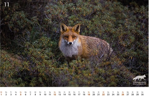 11-Rotfuchs.webp