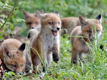 Jagd auf Fuchsfamilie an Dresdener Grundschule