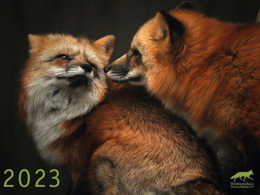 Wildtiere vor der Kamera - Wandkalender 2023