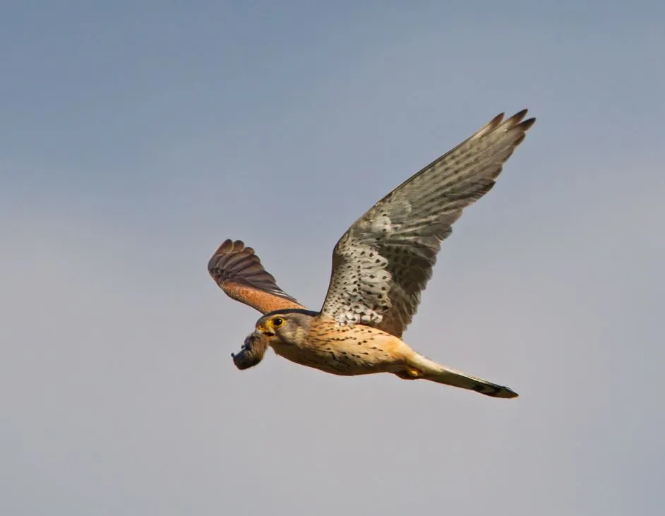 Turmfalke mit Maus als Jagdbeute