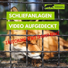 Niedersachsens Landesjagdgesetz verbietet die Baujagd nur am Naturbau