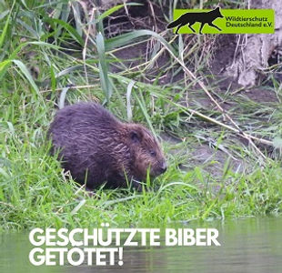 Biber an der Oder in Märkisch-Oderland