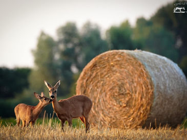 Wald vor Wild - oder Krieg gegen Wildtiere