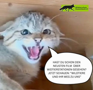 Film Wildtierstation300.jpg