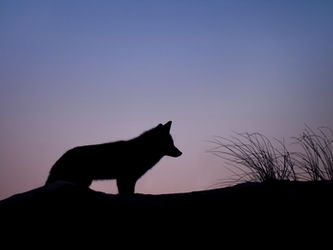 Der Wolf und die jagdgrünen Götter