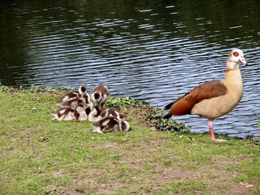 Von Nilgänsen, Jägern und Naturschützern