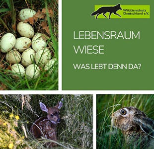 Lebensraum Wiese