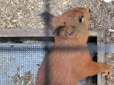 Eichhörnchen in Fuchsfalle verhungert