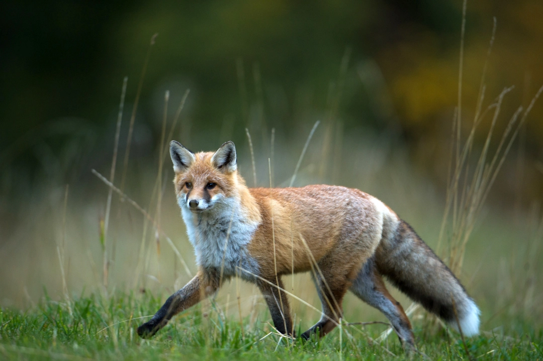 Fuchs im Winter