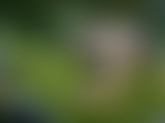 EuGH-Urteil: Geplanter Gesetzentwurf zur Entnahme von Wölfen verstößt wohl gegen EU-Recht