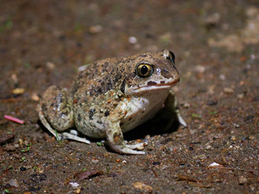 Die Knoblauchkröte - Umweltgifte machen ihr das Leben schwer