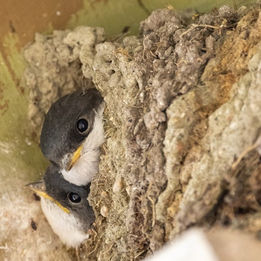Mehlschwalben – wie geht es den Sommerboten?