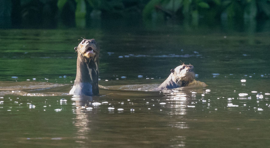 river otters jen cross.jpeg