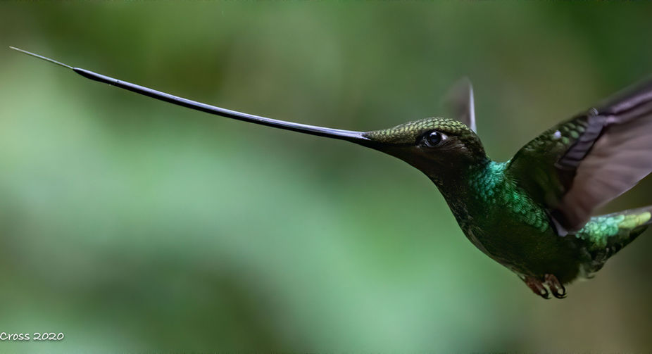 sword billed hummingbird jen cross guango cloud forest.jpeg
