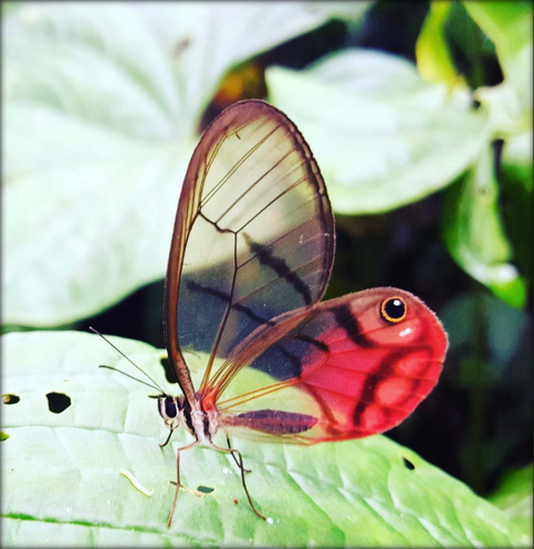 blushing phantom.png