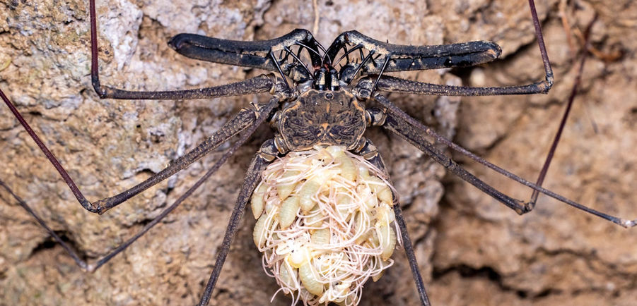 whip scorpion babies jen cross.jpeg