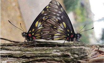 butterfly quito_edited.jpg