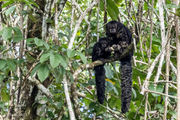 Two thick, black monkeys with fluffy tails sit amongst the thick foliage. The mother, to the right and her baby are sharing some fruits. 