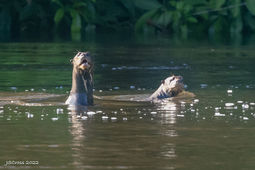 Two river otters poke their head out above the water. The one to the left has its mouth open. 