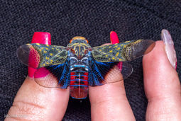 A beautiful planthopper is behind held with its wings propped open by a hand with manicured pink nails.  The insect has mottled green and yellow forewings, black and eletrict blue hindwings near the base of the wing before turning clear, and a stunningly bright red abdomen. 