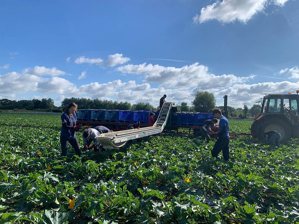 Miniature : Tapis de récolte de côté sur plateau existant