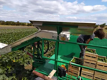 PPL dans les champs _ Courgettes 2.webp