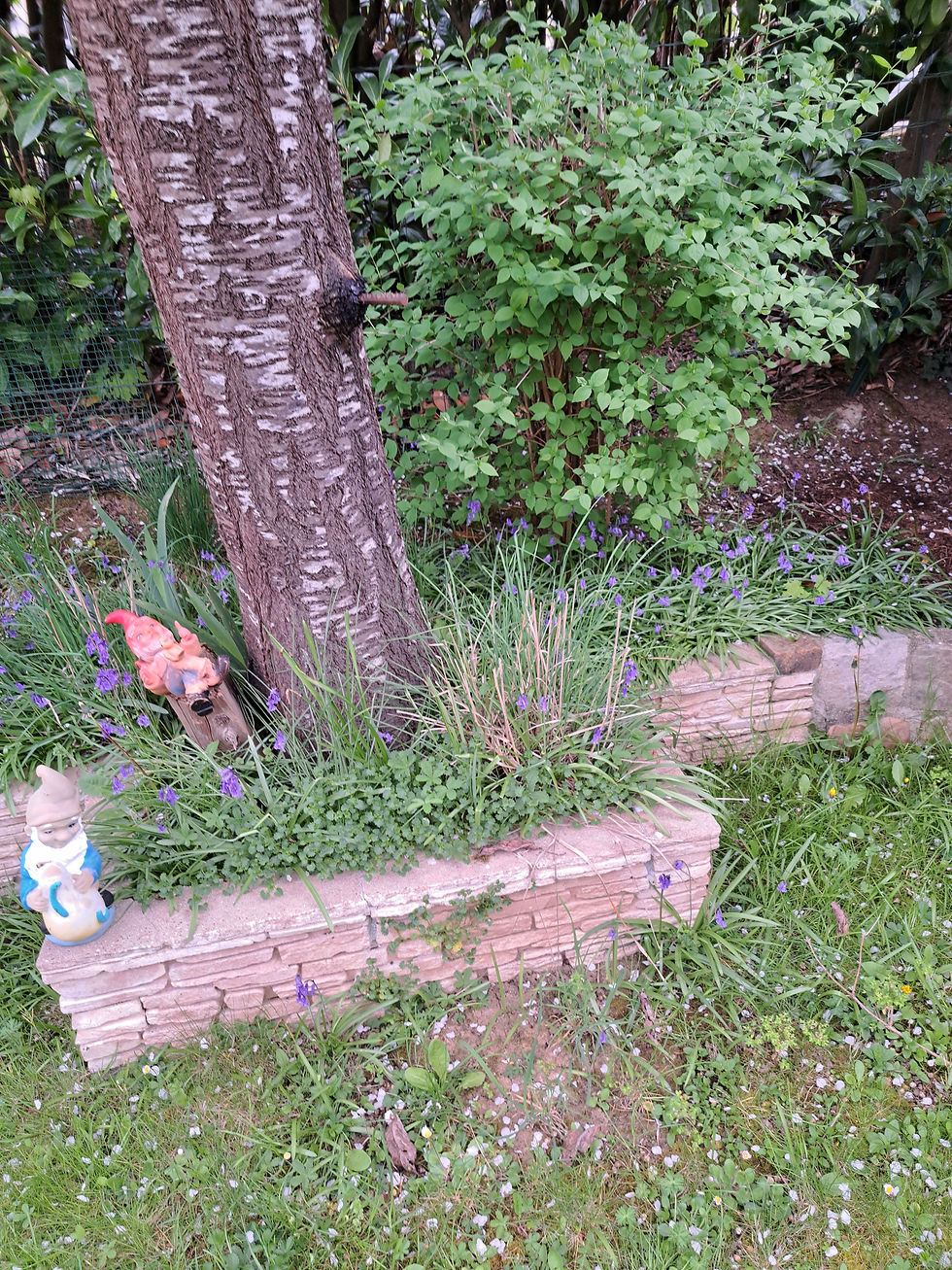Mes nains de jardin, Sir Alex et Sir John 