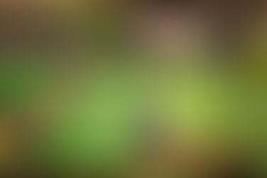 Le crépuscule des échalotes