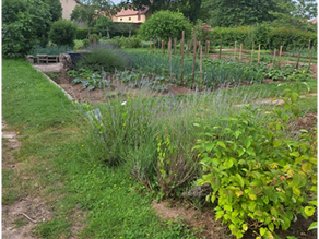 Dans les allées d'un potager