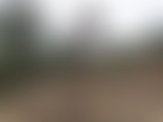 La danse de l'olivier