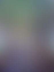 L'allée des platanes