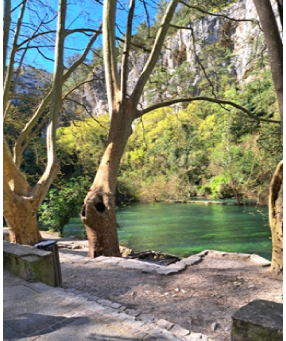 L'arbre de vie, le platane