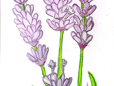 Auprès de ma lavande