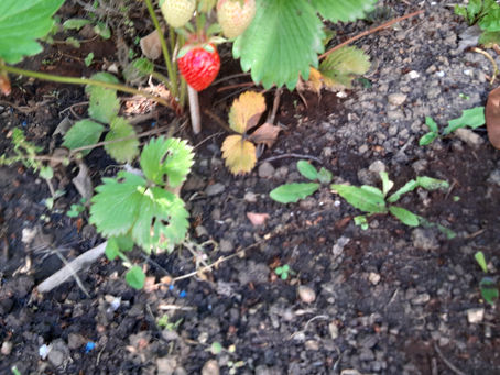 Fraise, salade et menthe