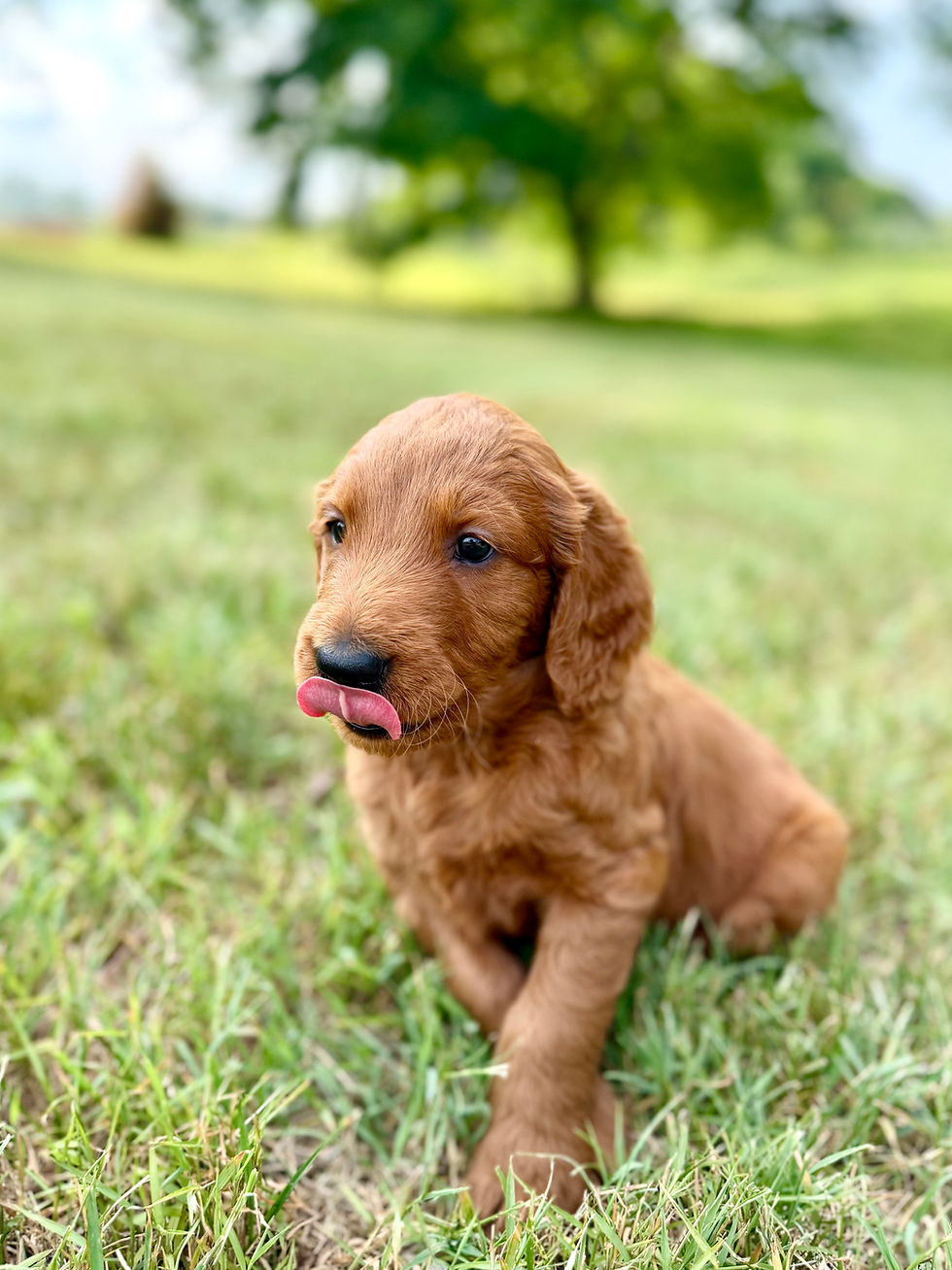 Red Doodle Puppy Licking its Nose