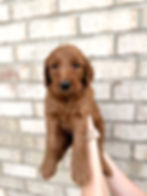 Coco Beautiful Girl Golden Doodle Puppy